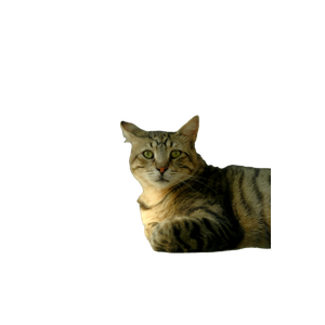 A Calm Tabby Cat Relaxing On A Sunlit Floor Indoors, Gazing Intently. 18446 - Cat PNG image with transparent background
